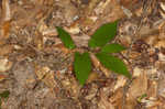 Virginia snakeroot